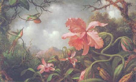 Orchids and Hummingbirds, Martin Johnson Heade